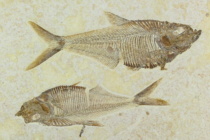 Two Fossil Fish (Diplomystus) - Green River Formation #122669